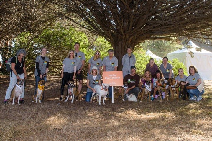 SYM2015_NCBR_Team_Photo 2015 NCBR Strut Your Mutt participants